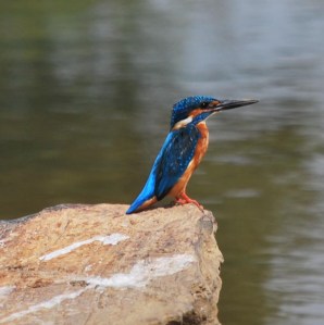ಕಿರು ಮಿಂಚುಳ್ಳಿ 1