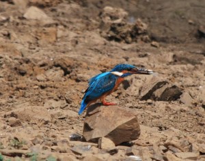 Small Blue kingfisher 3