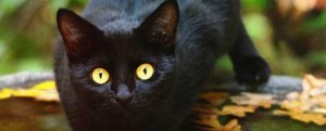 black-cat-300x121